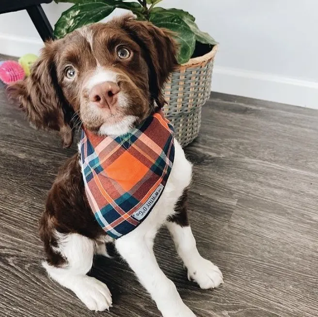 Bandana | Orange & Navy Plaid