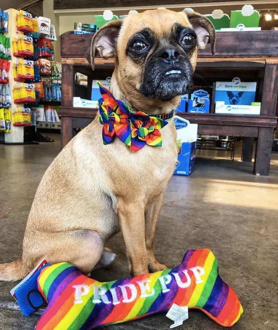 Collar Flower | Rainbow