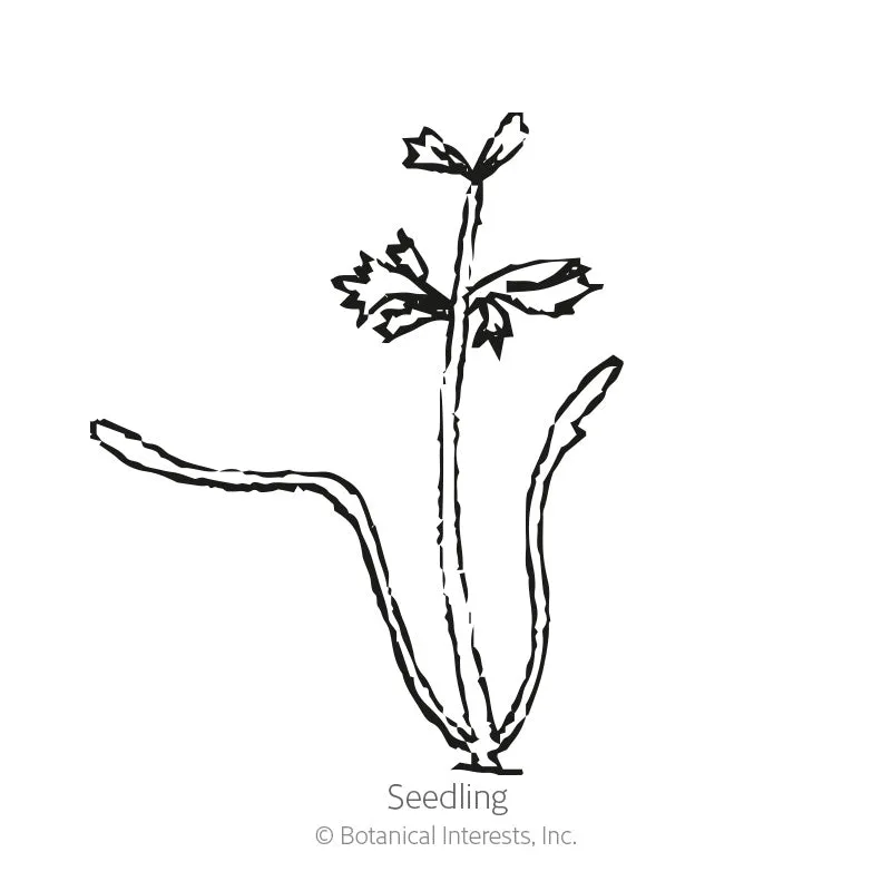 Cosmic Purple Carrot Seeds