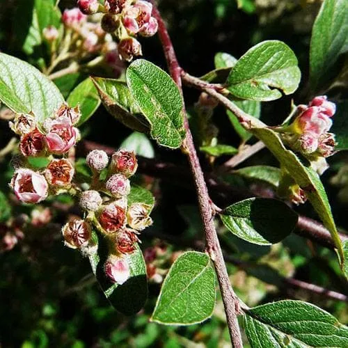 Cotoneaster franchetii