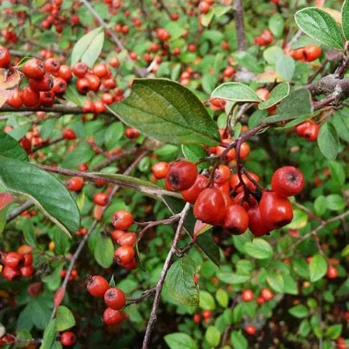 Cotoneaster franchetii