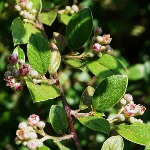Cotoneaster franchetii
